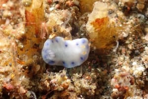 ウスイロウミウシ Hypselodoris placida