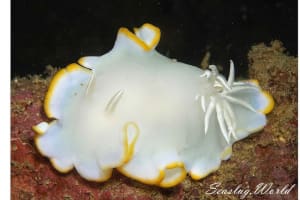 Ardeadoris egretta