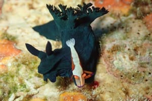 ミラーリュウグウウミウシ Nembrotha milleri