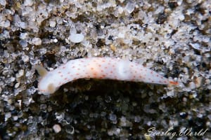 キヌハダウミウシ属の仲間 Gymnodoris spp.