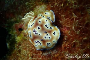 ヒョウモンウミウシ Goniobranchus leopardus