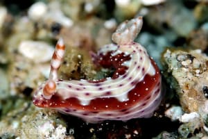 センテンイロウミウシ Hypselodoris decorata