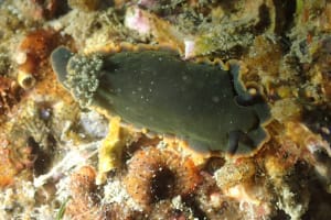 クロシタナシウミウシ Dendrodoris arborescens