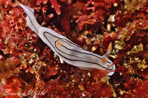 ホンノリイロウミウシ Chromodoris sp. 7