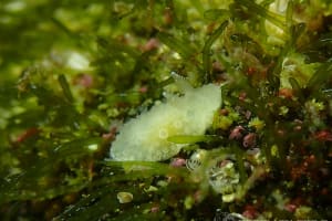 マンリョウウミウシ Carminodoris armata