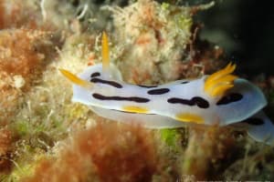 クロモドーリス・ダイアナエ Chromodoris dianae