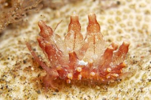 ホリミノウミウシ属の一種 2 Eubranchus sp. 2