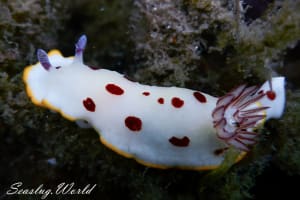 ゴニオブランクス・スプレンディドゥス Goniobranchus splendidus