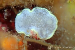 カドリナウミウシ Cadlina japonica