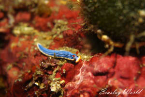 サメジマオトメウミウシ Dermatobranchus striatellus