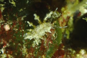 ホシアカリミノウミウシ Eubranchus sp. 5