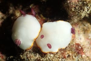 シラヒメウミウシ Goniobranchus sinensis