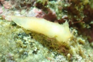 キヌハダモドキ Gymnodoris citrina