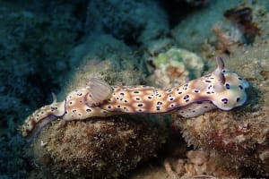 Hypselodoris tryoni