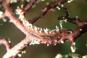 セスジスミゾメミノウミウシ Pleurolidia juliae