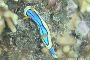 エリザベスウミウシ Chromodoris elisabethina