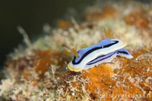 Chromodoris annae