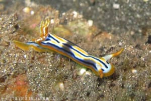 ガヒイロウミウシ Chromodoris sp. 2