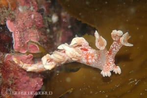 ヤマトユビウミウシ Bornella hermanni