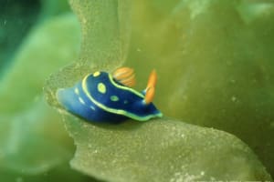 アオウミウシ Hypselodoris festiva