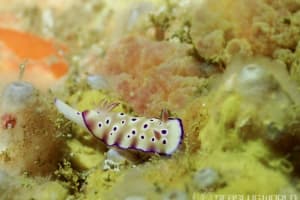 マダライロウミウシ Hypselodoris tryoni