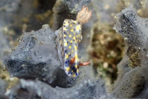 オダカホシゾラウミウシ Hypselodoris roo