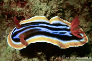 Chromodoris magnifica