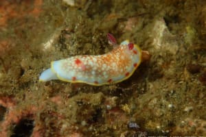 サラサウミウシ Goniobranchus sp.16