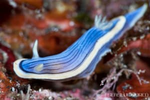 コンガスリウミウシ Chromodoris sp. 1