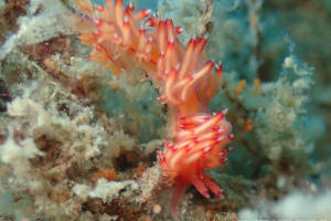 Coryphellina sp. 4