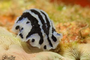 Phyllidiopsis sphingis