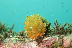 トゲトゲウミウシ Janolus tricellariodes