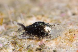 サガミノプテロン・ポンペイ Sagaminopteron pohnpei