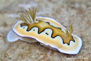 シラナミイロウミウシ Goniobranchus coi