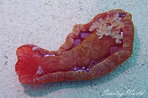 Hexabranchus lacer