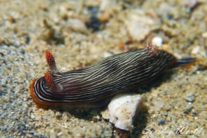 ホソスジイロウミウシ Chromodoris lineolata