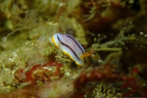 クロスジウミウシ Chromodoris sp. 6