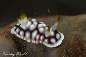 キカモヨウウミウシ Goniobranchus geometricus