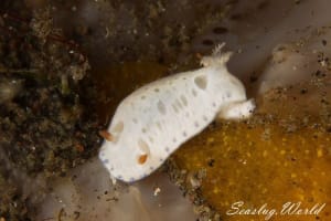 クボミイロウミウシ Hypselodoris lacuna