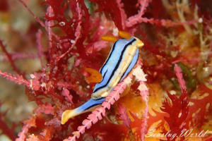 コールマンウミウシ Chromodoris colemani