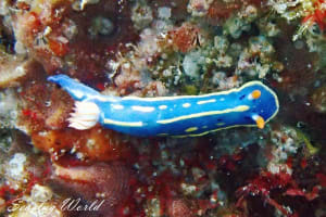 アオウミウシ Hypselodoris festiva