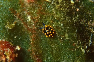 Stiliger aureomarginatus