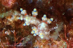 タマガワミノウミウシ Eubranchus cf. leopoldoi