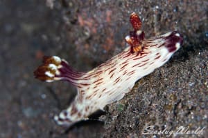 Jorunna rubescens