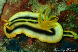 クロモドーリス・ジョシュイ Chromodoris joshi