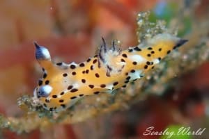 Polycera sp. 7