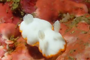 ボンボリイロウミウシ Goniobranchus albonares