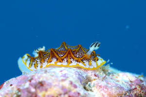 モザイクウミウシ Halgerda tessellata