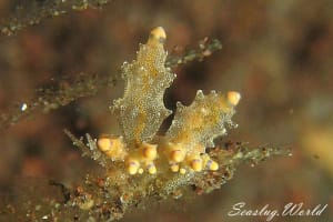 Eubranchus rubropunctatus