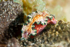 Glossodoris cf. cincta